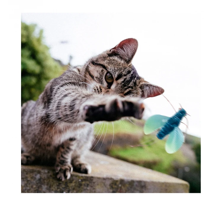 AFP Catnip Φακελάκια 6x2gr & Παιχνίδι 7 AFP Catnip Φακελάκια 6x2gr & Παιχνίδι - Image 5