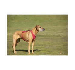 Curli Belka Comfort Harness Σαμαράκι 11 Curli Belka Comfort Harness Σαμαράκι -Gatoskilo Petshop Store curli belka comfort harness samaraki 3