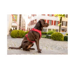 Curli Belka Comfort Harness Σαμαράκι 12 Curli Belka Comfort Harness Σαμαράκι -Gatoskilo Petshop Store curli belka comfort harness samaraki 4