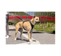 Curli Belka Comfort Harness Σαμαράκι 13 Curli Belka Comfort Harness Σαμαράκι -Gatoskilo Petshop Store curli belka comfort harness samaraki 5