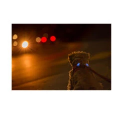 Curli Luumi Led Σετ Φωτάκια 2 τμχ 13 Curli Luumi Led Σετ Φωτάκια 2 τμχ -Gatoskilo Petshop Store curli luumi led set fotakia 2 tmx 4