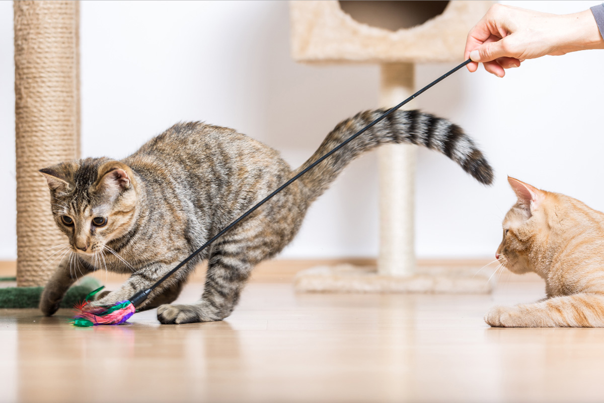 Gatoskilo Petshop Store -Gatoskilo Petshop Store featured4