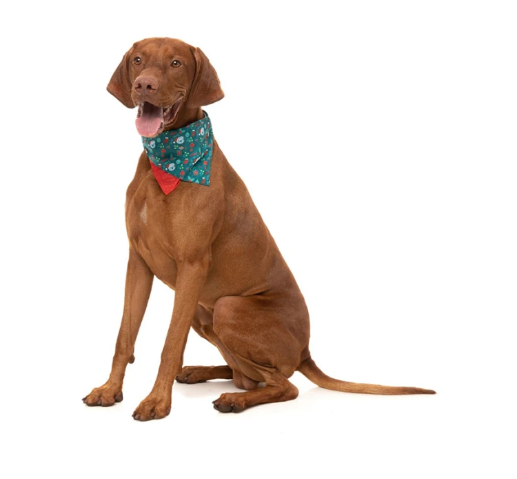 FuzzYard Μπαντάνα για Σκύλους Χριστουγεννιάτικη Ho Ho Howdy 5 FuzzYard Μπαντάνα για Σκύλους Χριστουγεννιάτικη Ho Ho Howdy - Image 3