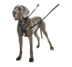 Halti No Pull Harness Εκπαιδευτικό Σαμαράκι -Gatoskilo Petshop Store halti no pull harness ekpedeftiko samaraki 2