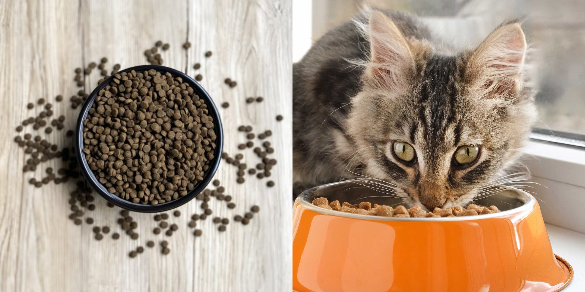 Gatoskilo Petshop Store -Gatoskilo Petshop Store ipiccy image11