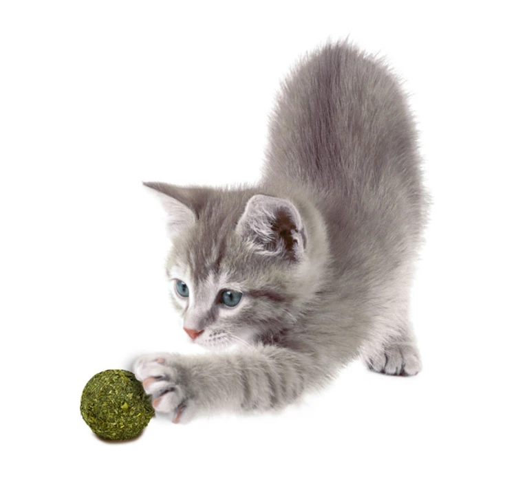 JR Farm Cat Bavarian Catnip Marbles 10τμχ 6 JR Farm Cat Bavarian Catnip Marbles 10τμχ - Image 4