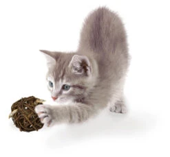 JR Farm Cat Grain Free Nature Ball με Αφυδατωμένο Ψάρι 15gr 7 JR Farm Cat Grain Free Nature Ball με Αφυδατωμένο Ψάρι 15gr -Gatoskilo Petshop Store jr farm cat grain free nature ball me afidatomeno psari 15gr 2