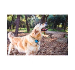 MCubed P-ΒΟΧ Smol GPS Tracker -Gatoskilo Petshop Store mcubed p vox smol gps tracker 10