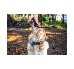 MCubed P-ΒΟΧ Smol GPS Tracker -Gatoskilo Petshop Store mcubed p vox smol gps tracker 11