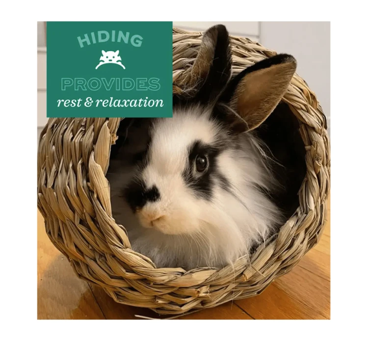 Oxbow Λιχουδιές Timothy Club Bungalow Large 29x29x22cm 4 Oxbow Λιχουδιές Timothy Club Bungalow Large 29x29x22cm - Image 2