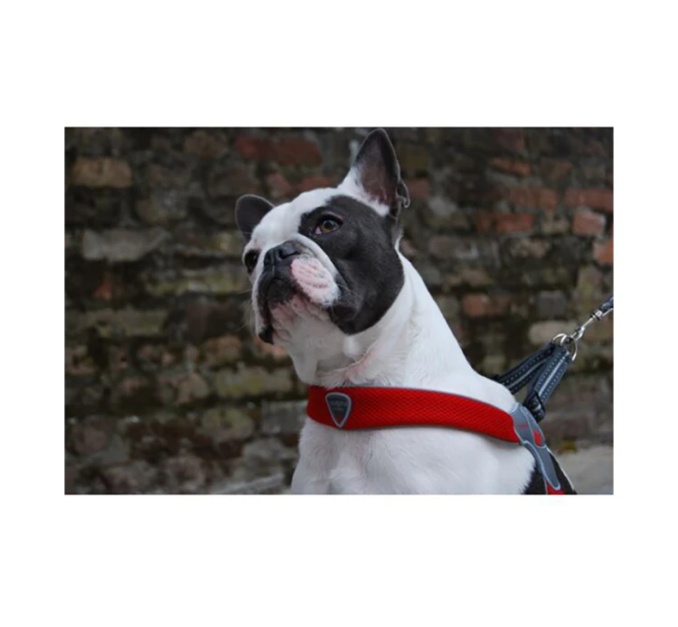 Pet Camelot Σαμαράκι Σκύλου Cinquetorri 13 Pet Camelot Σαμαράκι Σκύλου Cinquetorri - Image 11