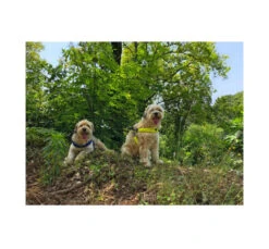 Pet Camelot Σαμαράκι Σκύλου Cinquetorri 21 Pet Camelot Σαμαράκι Σκύλου Cinquetorri -Gatoskilo Petshop Store pet camelot samaraki skilou cinquetorri 8