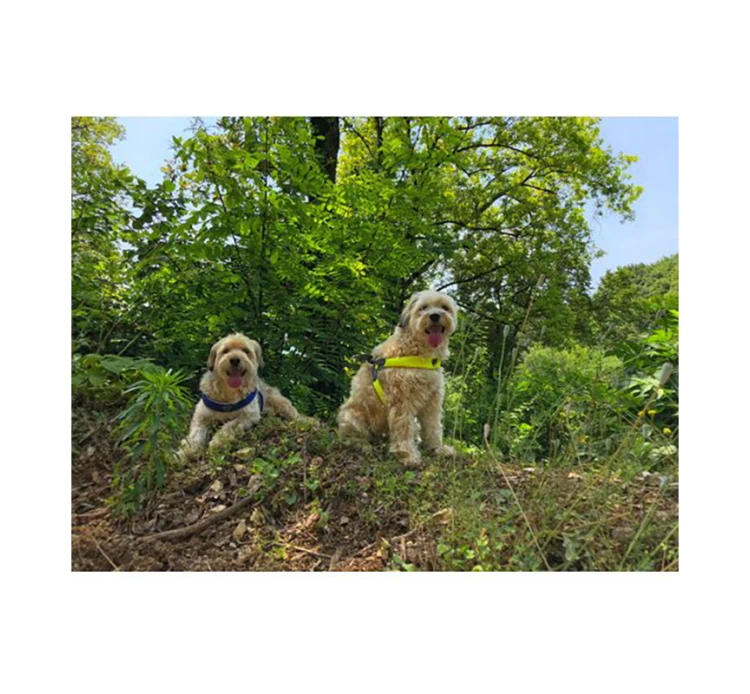 Pet Camelot Σαμαράκι Σκύλου Cinquetorri 11 Pet Camelot Σαμαράκι Σκύλου Cinquetorri - Image 9