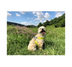 Pet Camelot Σαμαράκι Σκύλου Cinquetorri 22 Pet Camelot Σαμαράκι Σκύλου Cinquetorri -Gatoskilo Petshop Store pet camelot samaraki skilou cinquetorri 9