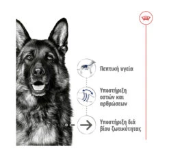 Royal Canin Maxi Ageing 8+ 3kg 10 Royal Canin Maxi Ageing 8+ 3kg -Gatoskilo Petshop Store royal canin maxi ageing 8 3kg 2
