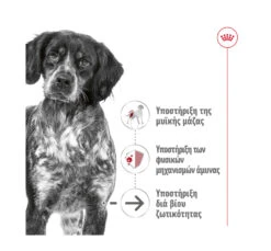 Royal Canin Medium Ageing Loaf 410gr 10 Royal Canin Medium Ageing Loaf 410gr -Gatoskilo Petshop Store royal canin medium ageing loaf 410gr 3