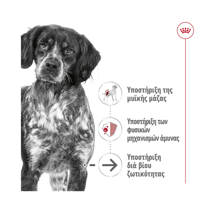 Royal Canin Medium Ageing Loaf 410gr 6 Royal Canin Medium Ageing Loaf 410gr - Image 4