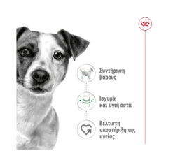 Royal Canin Mini Adult Poultry 4kg 9 Royal Canin Mini Adult Poultry 4kg -Gatoskilo Petshop Store royal canin mini adult poultry 4kg 2