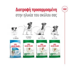 Royal Canin Mini Adult Poultry 4kg 11 Royal Canin Mini Adult Poultry 4kg -Gatoskilo Petshop Store royal canin mini adult poultry 4kg 4