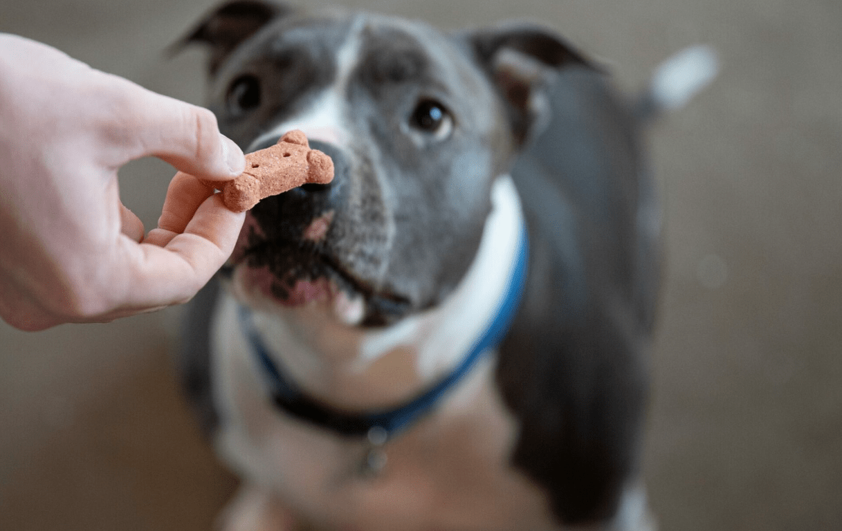 Gatoskilo Petshop Store -Gatoskilo Petshop Store skilos kai lathi min