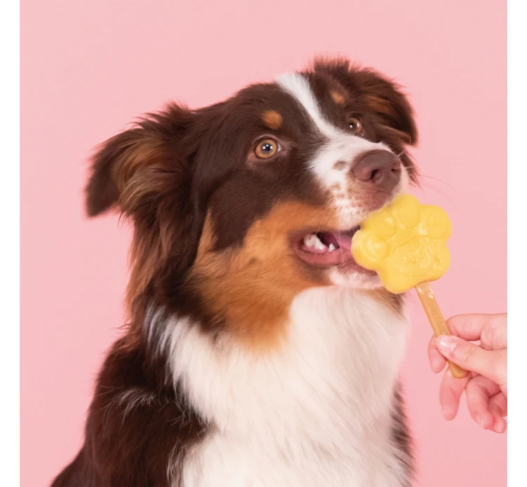 Smoofl Adult Μείγμα για Παγωτό Σκύλου Μάνγκο 100gr & 10 Sticks 6 Smoofl Adult Μείγμα για Παγωτό Σκύλου Μάνγκο 100gr & 10 Sticks - Image 4