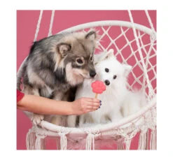 Smoofl Adult Starter Kιτ Μείγμα για Παγωτό Σκύλου, 10τμχ Sticks & Φόρμα XSmall -Gatoskilo Petshop Store smoofl adult starter kit migma gia pagoto skilou 10tmx sticks forma xsmall 3