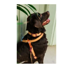 Unicord Color Blocking Κολάρο - Περιλαίμιο Σκύλου Αδιάβροχο Ροζ-Μπορντό -Gatoskilo Petshop Store unicord color blocking kolaro perilemio skilou adiavroxo roz mpornto 2