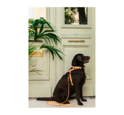 Unicord Color Blocking Κολάρο - Περιλαίμιο Σκύλου Αδιάβροχο Ροζ-Μπορντό -Gatoskilo Petshop Store unicord color blocking kolaro perilemio skilou adiavroxo roz mpornto 3