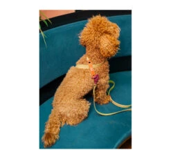 Unicord Color Blocking Σαμαράκι Σκύλου Αδιάβροχο Λαδί-Μπορντό 7 Unicord Color Blocking Σαμαράκι Σκύλου Αδιάβροχο Λαδί-Μπορντό -Gatoskilo Petshop Store unicord color blocking samaraki skilou adiavroxo ladi mpornto 2