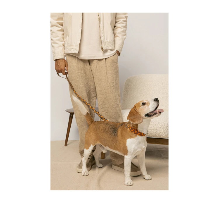 Unicord Χειροποίητο Κολάρο - Περιλαίμιο Σκύλου Color Party Moccasino-Μανταρινί 4 Unicord Χειροποίητο Κολάρο - Περιλαίμιο Σκύλου Color Party Moccasino-Μανταρινί - Image 2