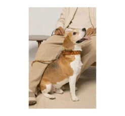 Unicord Χειροποίητο Κολάρο - Περιλαίμιο Σκύλου Color Party Moccasino-Μανταρινί 7 Unicord Χειροποίητο Κολάρο - Περιλαίμιο Σκύλου Color Party Moccasino-Μανταρινί -Gatoskilo Petshop Store unicord xiropiito kolaro perilemio skilou color party moccasino mantarini 2