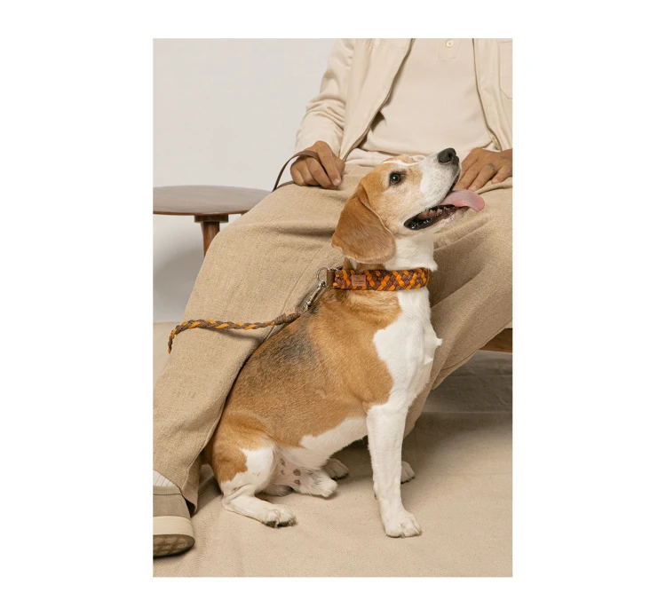 Unicord Χειροποίητο Κολάρο - Περιλαίμιο Σκύλου Color Party Moccasino-Μανταρινί 5 Unicord Χειροποίητο Κολάρο - Περιλαίμιο Σκύλου Color Party Moccasino-Μανταρινί - Image 3