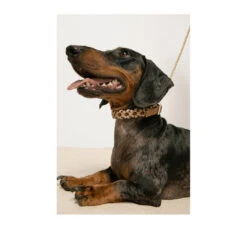 Unicord Χειροποίητο Κολάρο - Περιλαίμιο Σκύλου Flower Power Desert-Μπεζ-Καφέ -Gatoskilo Petshop Store unicord xiropiito kolaro perilemio skilou flower power desert mpez kafe 3