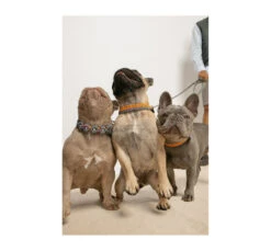 Unicord Χειροποίητο Κολάρο - Περιλαίμιο Σκύλου Rugby Ball Steel-Μανταρινί 9 Unicord Χειροποίητο Κολάρο - Περιλαίμιο Σκύλου Rugby Ball Steel-Μανταρινί -Gatoskilo Petshop Store unicord xiropiito kolaro perilemio skilou rugby ball steel mantarini 3