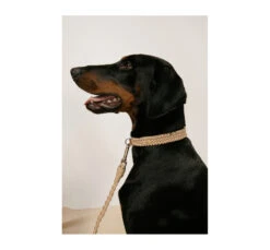 Unicord Χειροποίητος Οδηγός Braid Desert 25kg+ -Gatoskilo Petshop Store unicord xiropiitos odigos braid desert 25kg 2