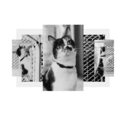 ZeeCat Κολάρο - Περιλαίμιο Γάτας Gotham 20-30cm -Gatoskilo Petshop Store zeecat kolaro perilemio gatas gotham 20 30cm 1