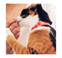 ZeeCat Κολάρο - Περιλαίμιο Γάτας Neopro 20-30cm 24 ZeeCat Κολάρο - Περιλαίμιο Γάτας Neopro 20-30cm -Gatoskilo Petshop Store zeecat kolaro perilemio gatas neopro 20 30cm 10