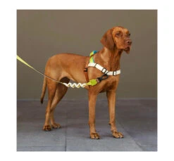 ZeeDog Εκπαιδευτικό Σαμαράκι Softer Walk Avocado 8 ZeeDog Εκπαιδευτικό Σαμαράκι Softer Walk Avocado -Gatoskilo Petshop Store zeedog ekpedeftiko samaraki softer walk avocado 2