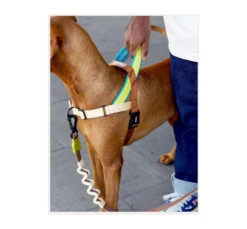 ZeeDog Εκπαιδευτικό Σαμαράκι Softer Walk Avocado 9 ZeeDog Εκπαιδευτικό Σαμαράκι Softer Walk Avocado -Gatoskilo Petshop Store zeedog ekpedeftiko samaraki softer walk avocado 3