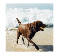 ZeeDog Κολάρο - Περιλαίμιο Σκύλου Αδιάβροχο Neopro 21 ZeeDog Κολάρο - Περιλαίμιο Σκύλου Αδιάβροχο Neopro -Gatoskilo Petshop Store zeedog kolaro perilemio skilou adiavroxo neopro 8