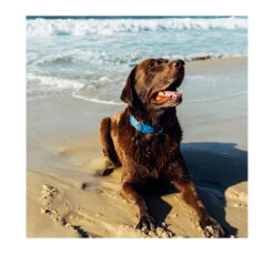 ZeeDog Κολάρο - Περιλαίμιο Σκύλου Αδιάβροχο Neopro 22 ZeeDog Κολάρο - Περιλαίμιο Σκύλου Αδιάβροχο Neopro -Gatoskilo Petshop Store zeedog kolaro perilemio skilou adiavroxo neopro 9