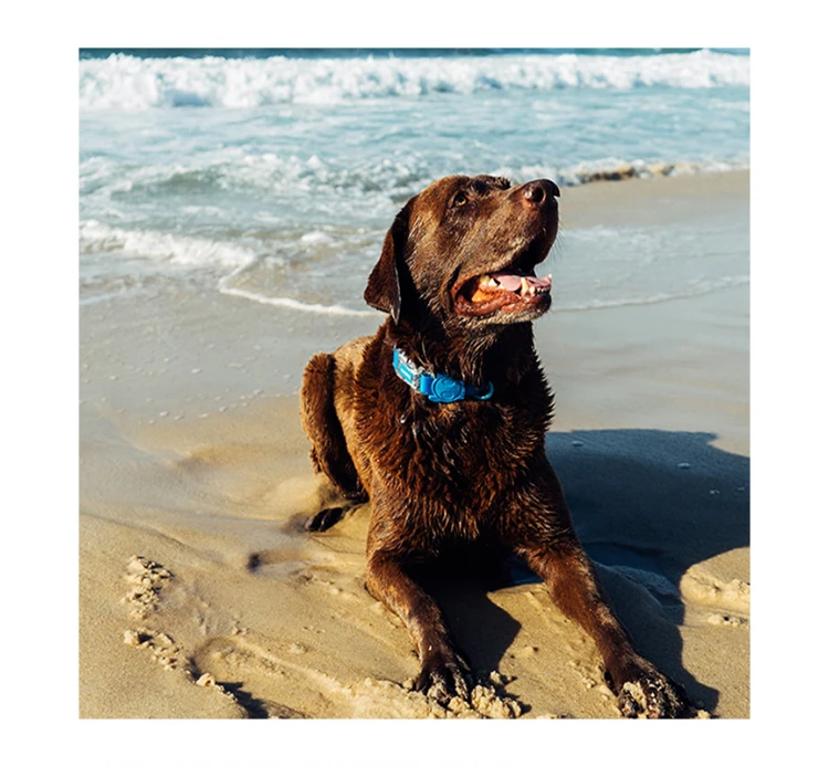 ZeeDog Κολάρο - Περιλαίμιο Σκύλου Αδιάβροχο Neopro 12 ZeeDog Κολάρο - Περιλαίμιο Σκύλου Αδιάβροχο Neopro - Image 10
