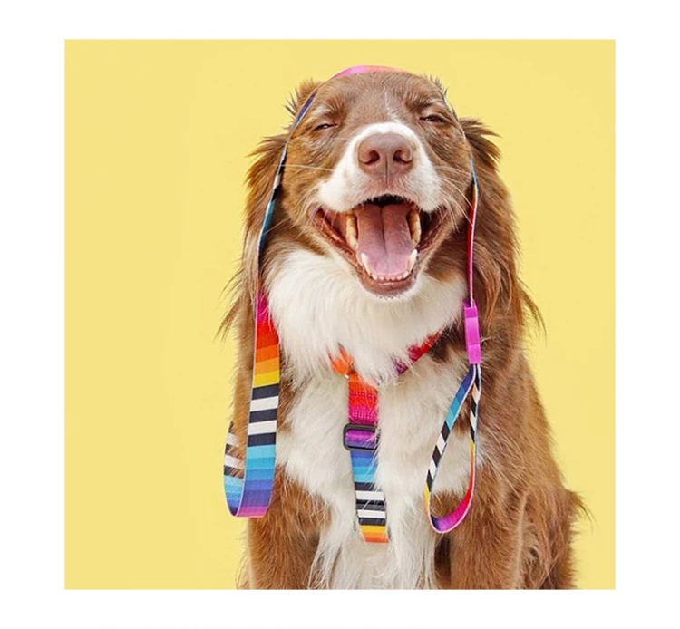 ZeeDog Σαμαράκι H-Harness Prisma 4 ZeeDog Σαμαράκι H-Harness Prisma - Image 2