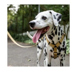 ZeeDog Σαμαράκι H-Harness Sand -Gatoskilo Petshop Store zeedog samaraki h harness sand 2